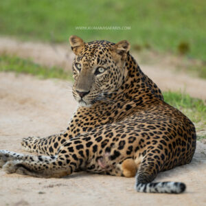 raj 6301.jpg